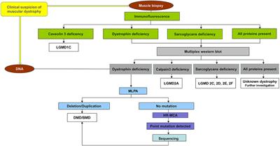 Combining Protein Expression and Molecular Data Improves Mutation Characterization of Dystrophinopathies